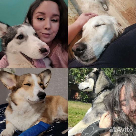 Передержка животных, Выгул, Догситтер, зооняня