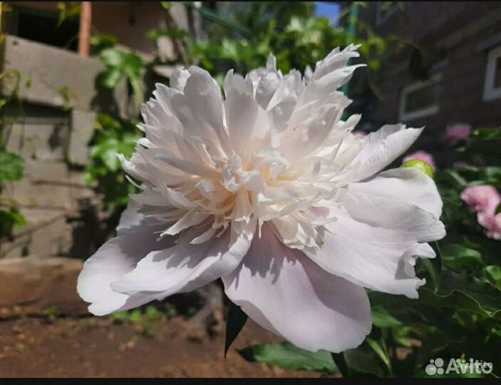 Пионы зкс, лилейник