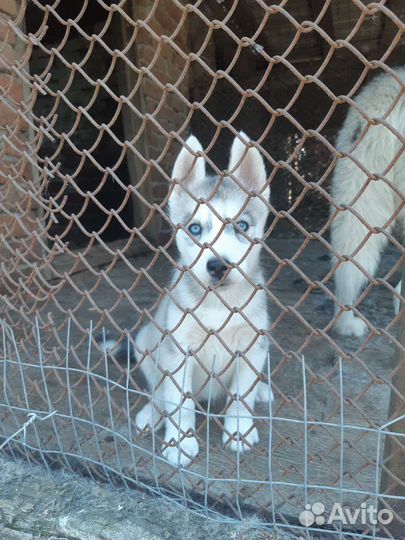 Сибирский хаски