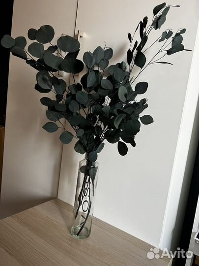 Стабилизированный эвкалипт Популус