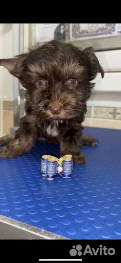 Шоколадные мальчики