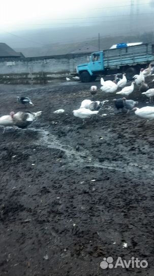 Индюки домашние