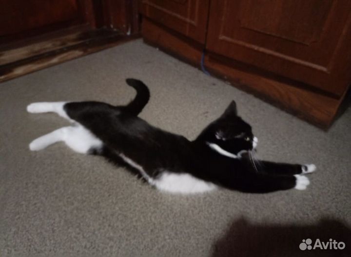 Кошка