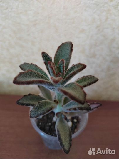 Каланхоэ войлочное