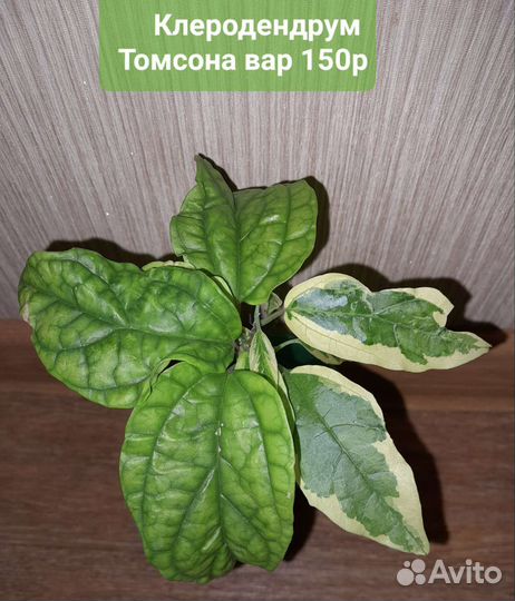 Цветы от Кристины