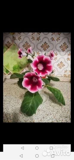 Фиалки разные, махровые перламутровые