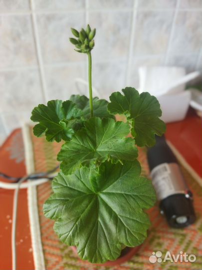 Сортовые пеларгонии
