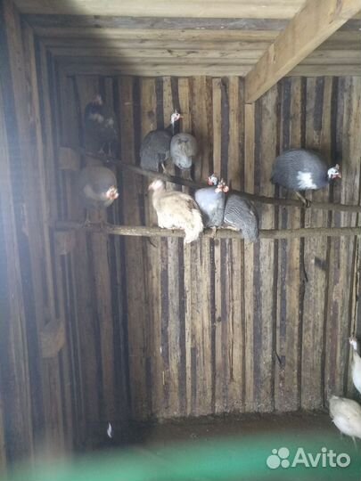 Цесари самцы