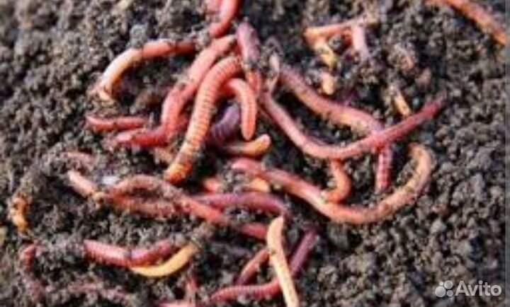 Черви для рыбалки
