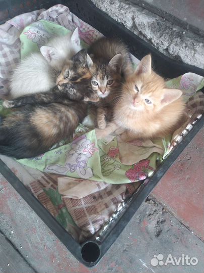 Кошка в дар бесплатно