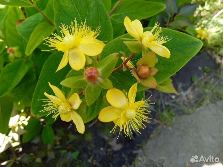 Зверобой декоративный кустарниковый