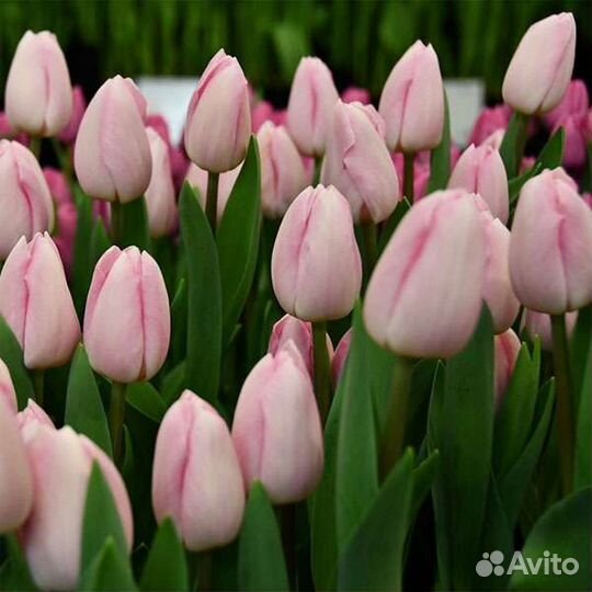 Луковицы тюльпанов