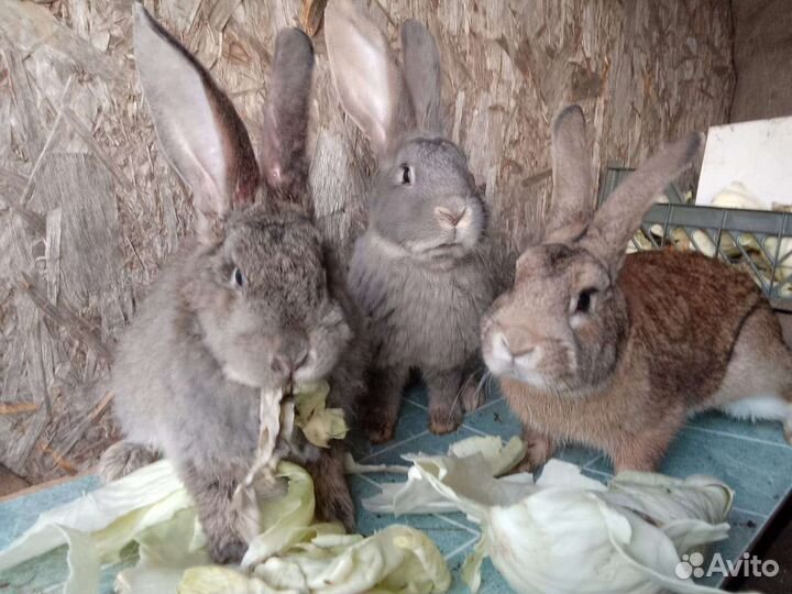 Продам кроликов