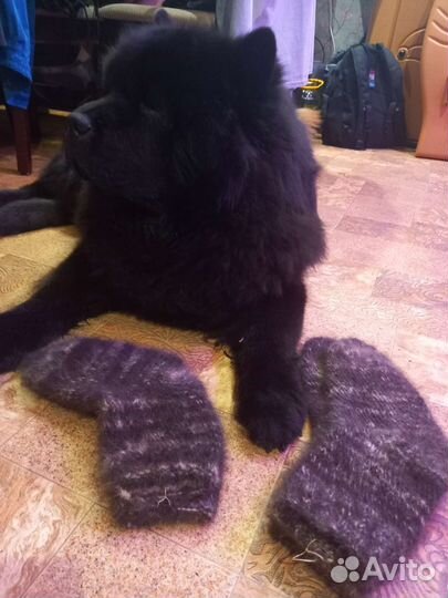 Носки из собачьей шерсти