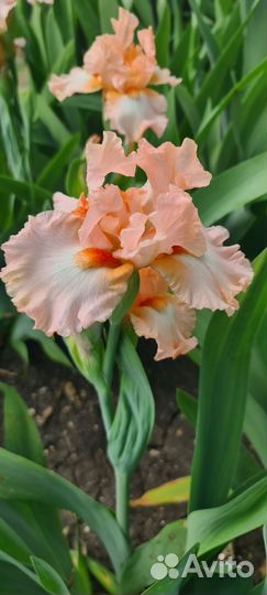 Ирисы бородатые (разные сорта)