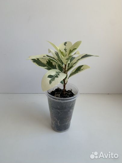 Фикус альбомаргината