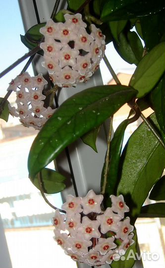 Хойя карноза (укорененные черенки)