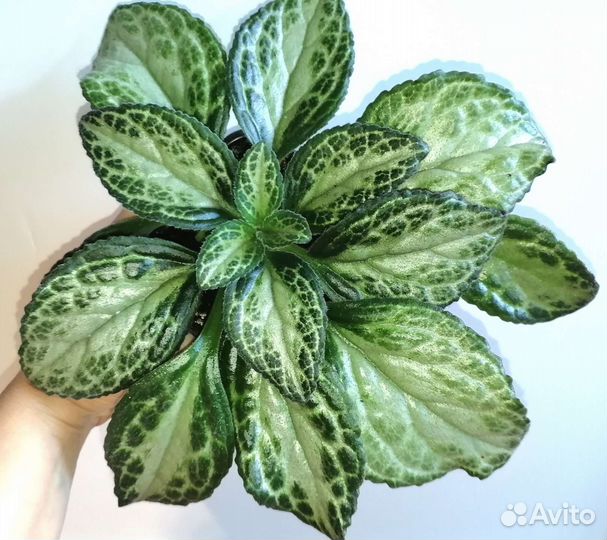 Хириты серебряные листья