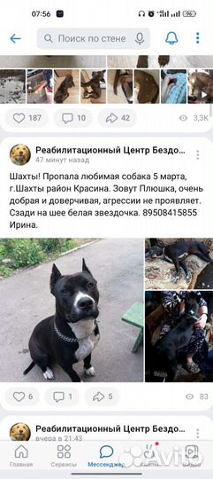 Стаффордширский терьер