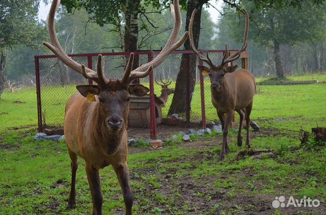 Хребет Зюраткуль + мараловая ферма из Челябинска