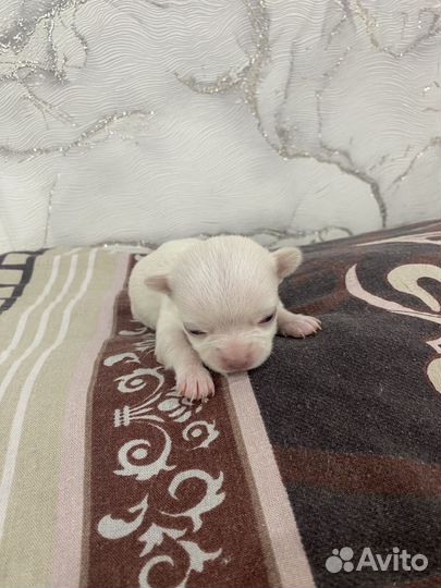 Щенки чихуахуа