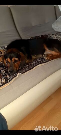 Собака в добрые руки