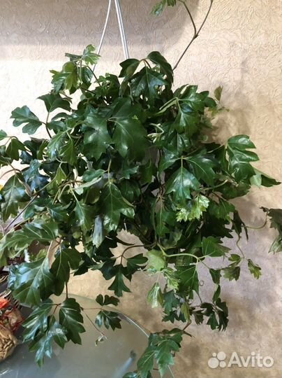 Фуксия, Шеффлера,Циссус.Монстера