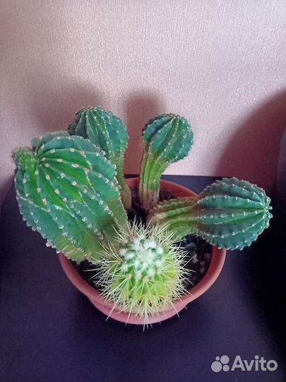 Кактусы, алоэ в ассортименте