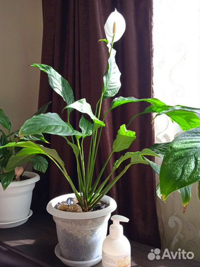 Спатифиллум