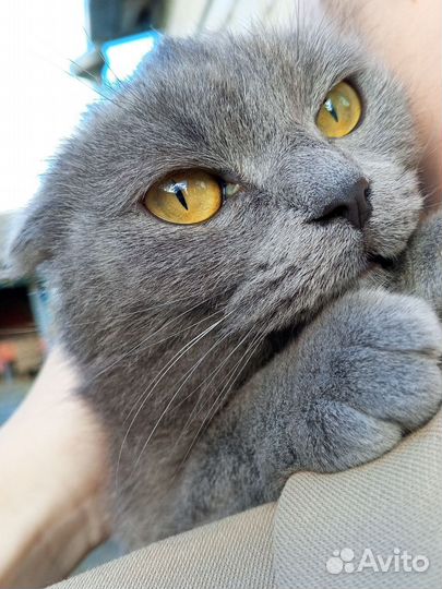 Вислоухая кошечка