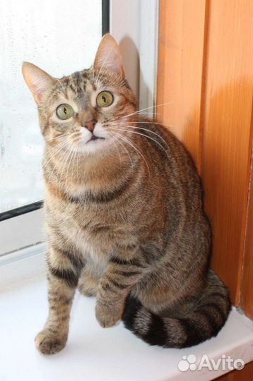 Ищем ответственные руки