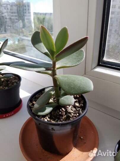 Комнатные цветы