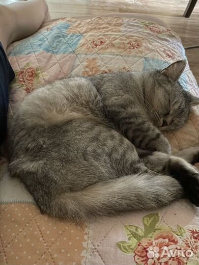 Кошка в дар