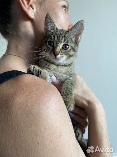 Котенок Мила