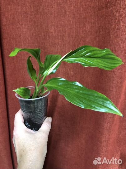 Спатифиллум мини