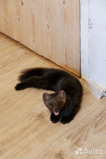 Соболь домашний