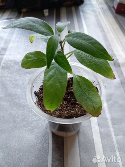 Драцена Маргината трехцветная,руэлия,алоэ,герань