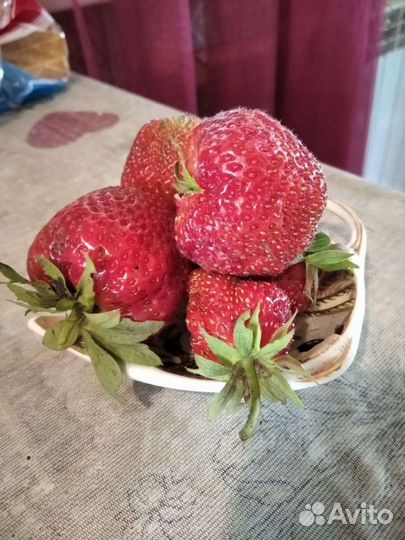 Саженцы