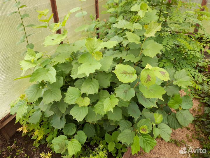 Саженцы древесных растений окс