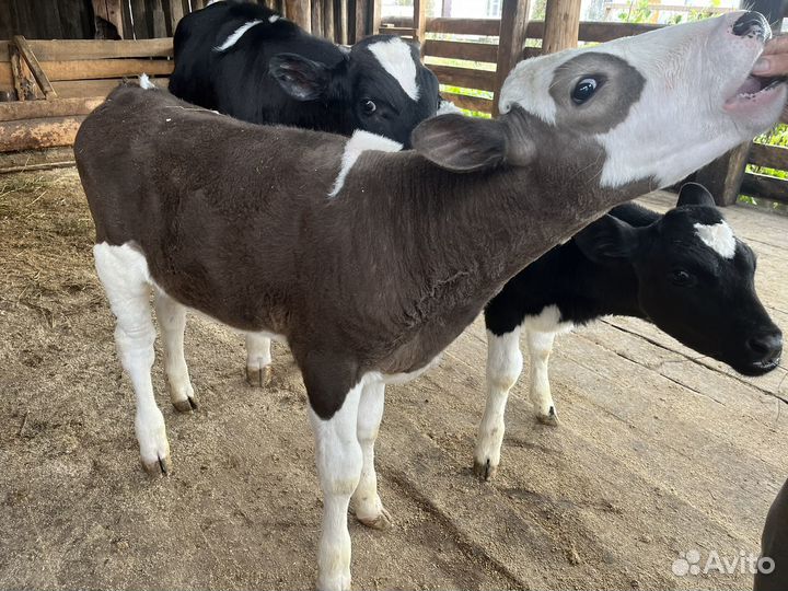 Телка 2 месяца