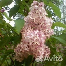 Сирень сортовая