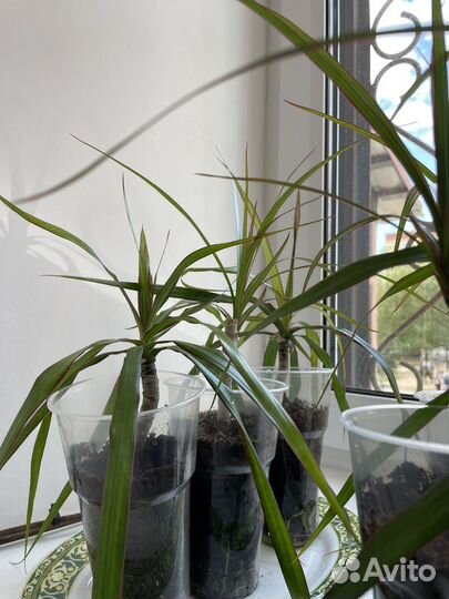 Пальма драцена Маргината