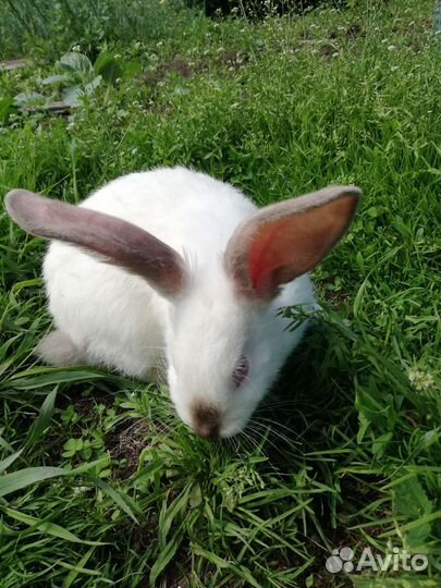 Кролики мясных пород