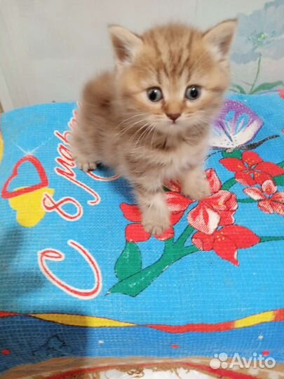 Котята шотландцы