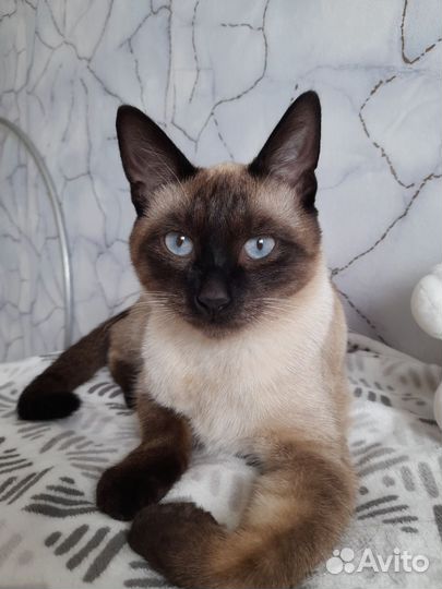 Сиамский кот вязка