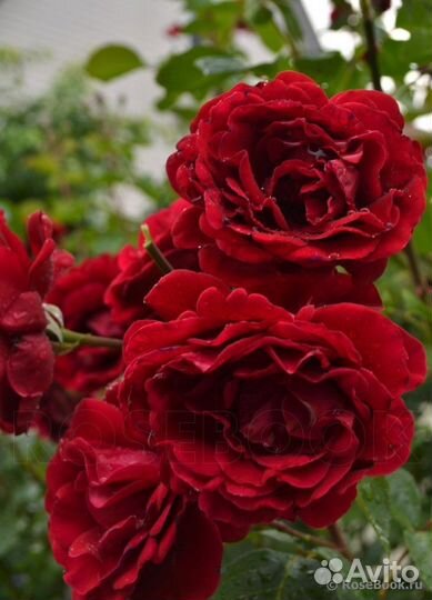 Плетистая Роза Мессир Дельбар/Грандесса