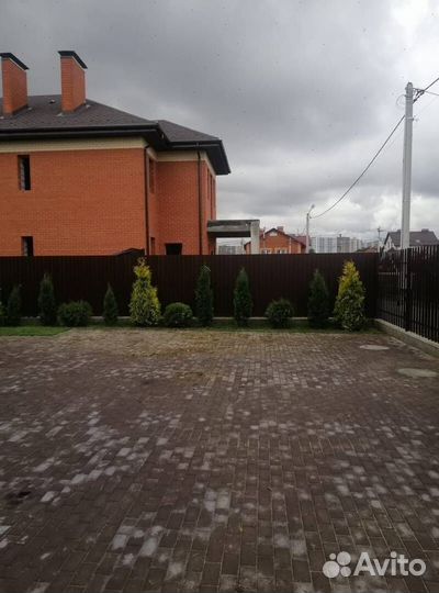 Туя для живой изгороди