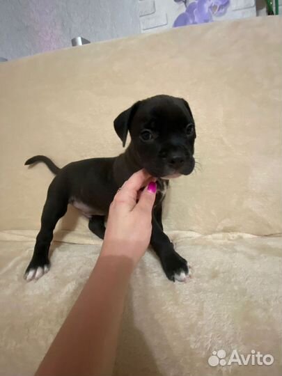 Щенки американского стаффордширского терьера