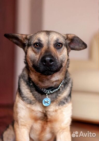 Собака в добрые руки