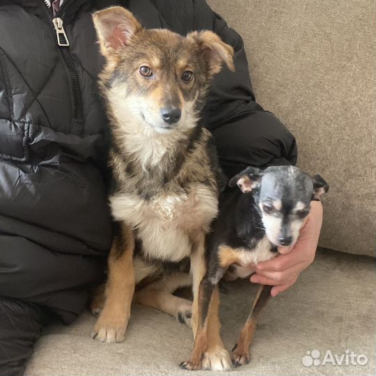 Замечательный щенок Твикс в дар